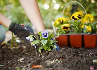 Organic Gardening