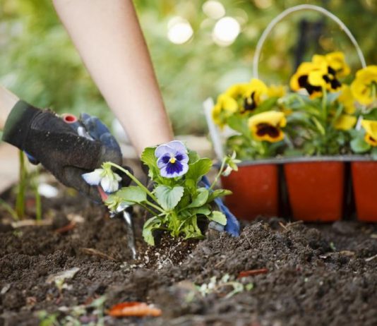 Organic Gardening