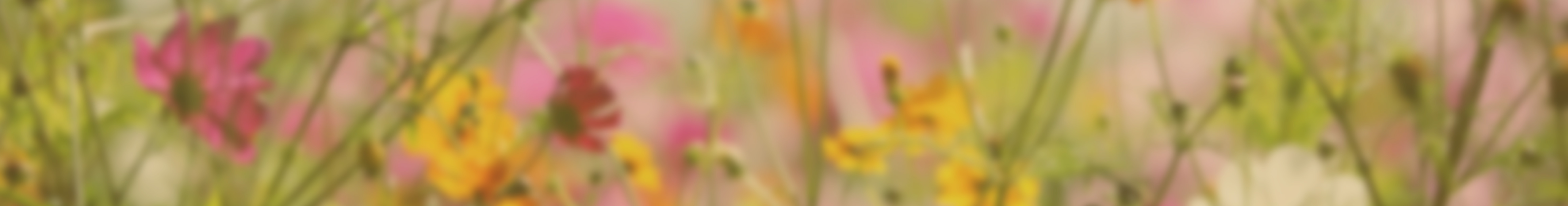 background header 1